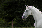 white horse portrait