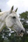 white horse portrait