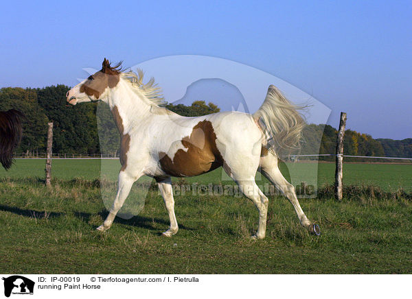 running Paint Horse / IP-00019