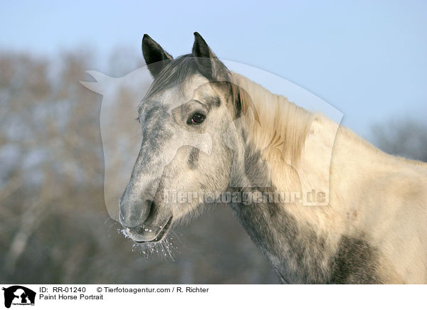 Paint Horse Portrait / RR-01240