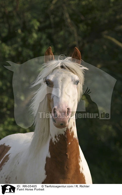 Paint Horse Portrait / Paint Horse Portrait / RR-05465