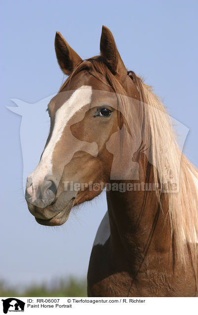 Paint Horse Portrait / Paint Horse Portrait / RR-06007