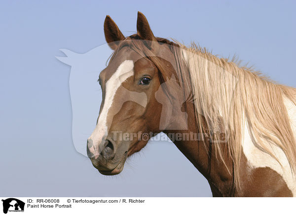 Paint Horse Portrait / Paint Horse Portrait / RR-06008