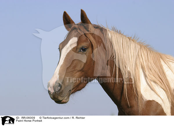 Paint Horse Portrait / Paint Horse Portrait / RR-06009