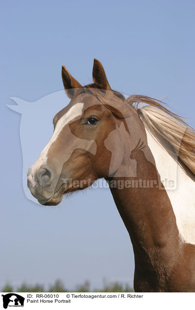 Paint Horse Portrait / Paint Horse Portrait / RR-06010