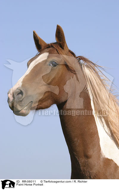 Paint Horse Portrait / RR-06011