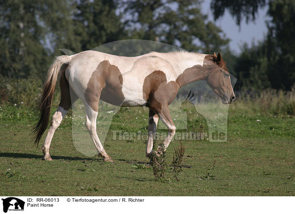Paint Horse / Paint Horse / RR-06013