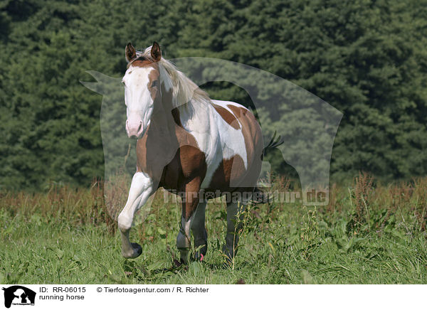Paint Horse in Aktion / running horse / RR-06015