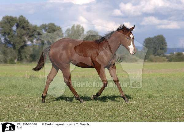 Paint Horse Fohlen / foal / TM-01086