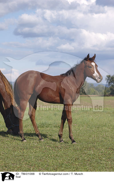 Paint Horse Fohlen / foal / TM-01088