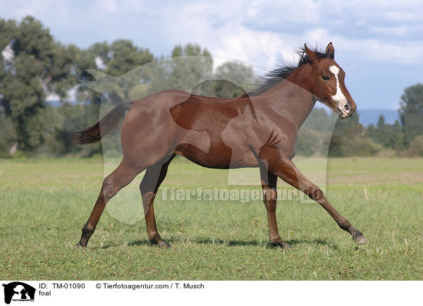 Paint Horse Fohlen / foal / TM-01090