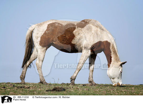 Paint Horse / Paint Horse / RR-11230