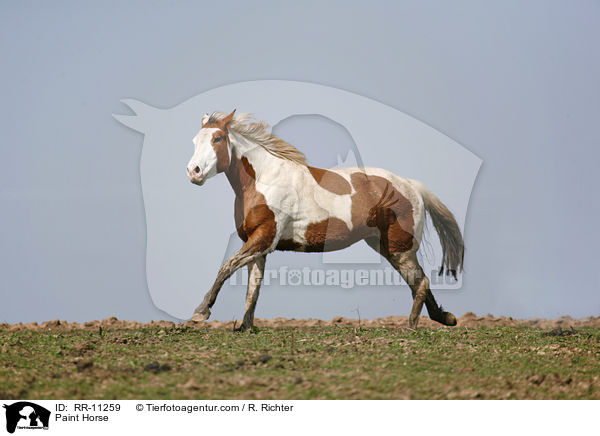Paint Horse / Paint Horse / RR-11259