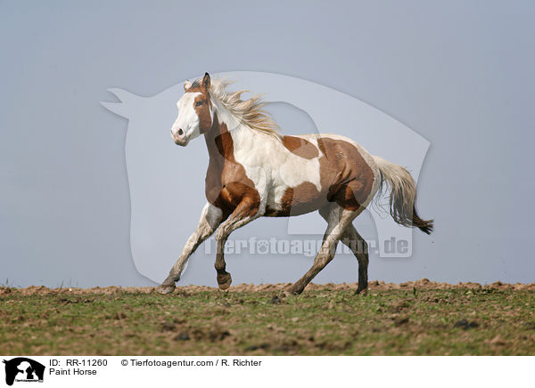 Paint Horse / Paint Horse / RR-11260