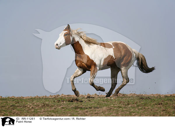 Paint Horse / Paint Horse / RR-11261