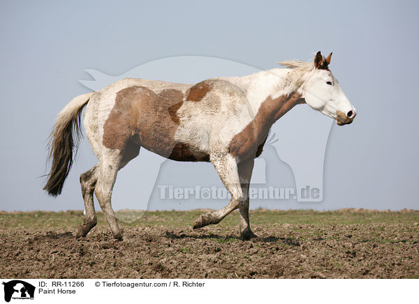 Paint Horse / Paint Horse / RR-11266