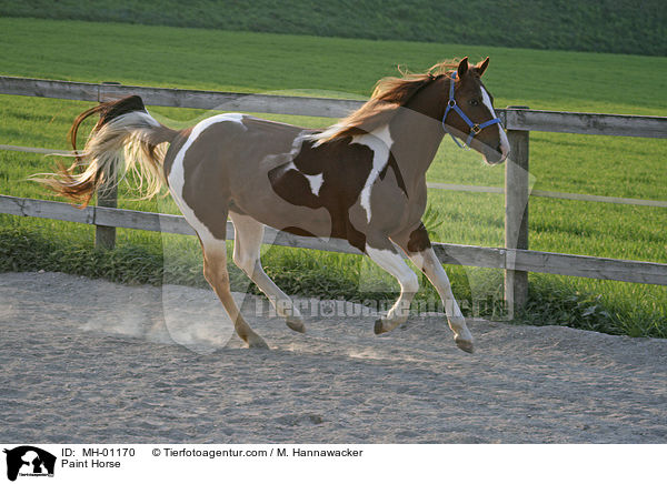 Paint Horse / Paint Horse / MH-01170