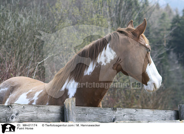 Paint Horse / Paint Horse / MH-01174
