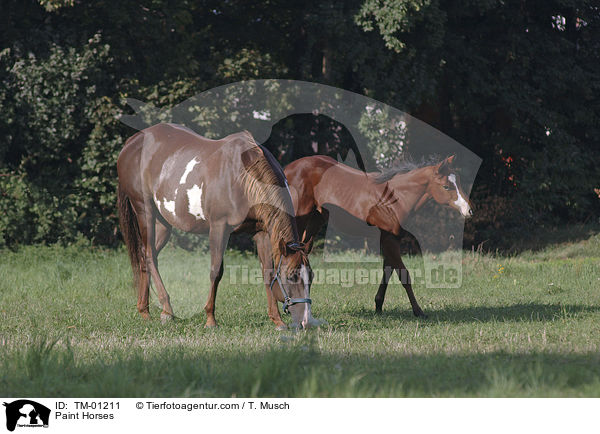 Paint Horses / Paint Horses / TM-01211