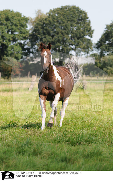 rennendes Paint Horse / running Paint Horse / AP-03465