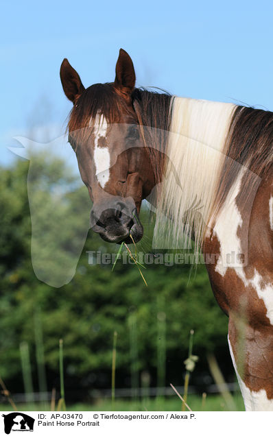 Paint Horse Portrait / Paint Horse Portrait / AP-03470