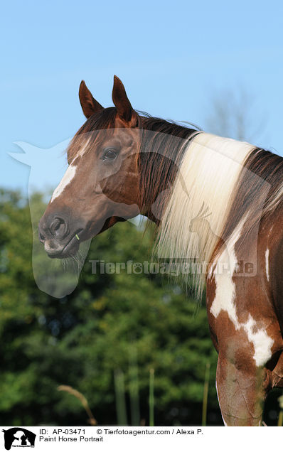 Paint Horse Portrait / Paint Horse Portrait / AP-03471