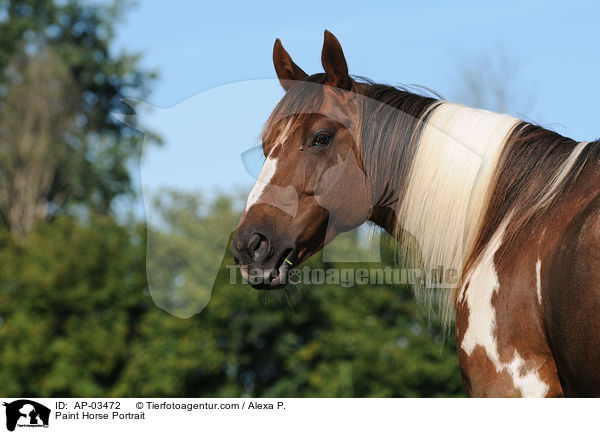 Paint Horse Portrait / Paint Horse Portrait / AP-03472