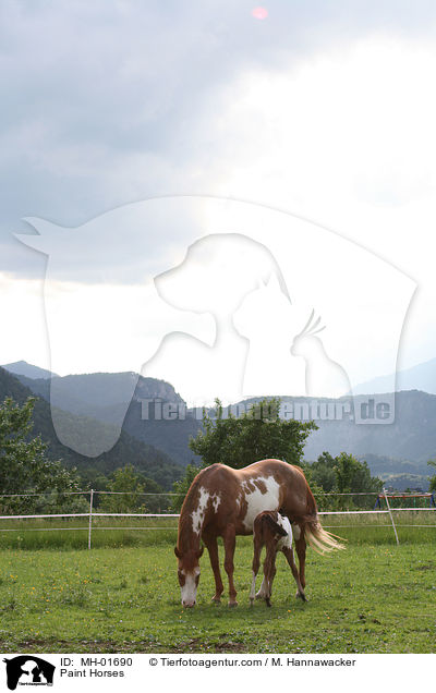Paint Horses / Paint Horses / MH-01690