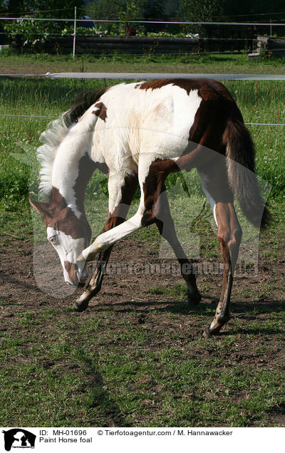 Paint Horse Fohlen / Paint Horse foal / MH-01696