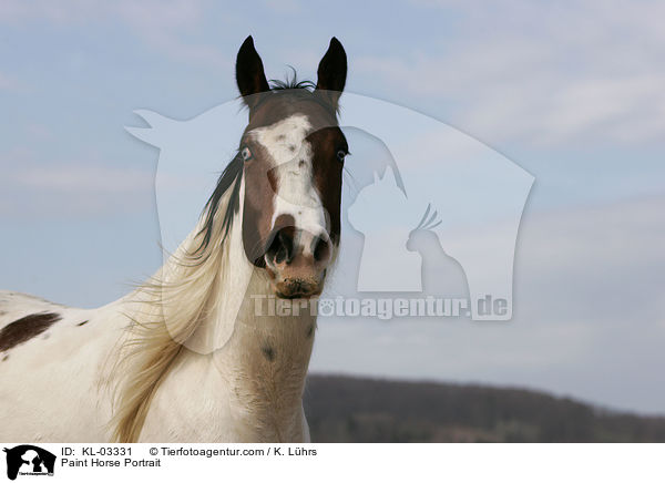 Paint Horse Portrait / Paint Horse Portrait / KL-03331