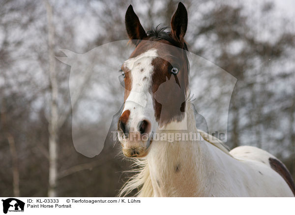 Paint Horse Portrait / Paint Horse Portrait / KL-03333