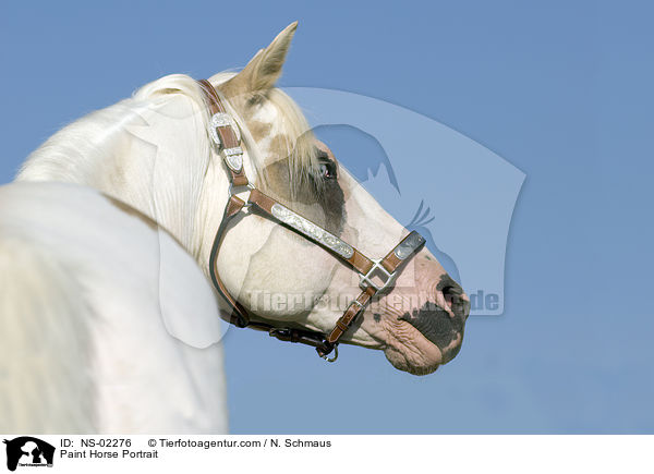 Paint Horse Portrait / Paint Horse Portrait / NS-02276