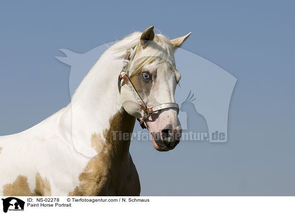 Paint Horse Portrait / Paint Horse Portrait / NS-02278
