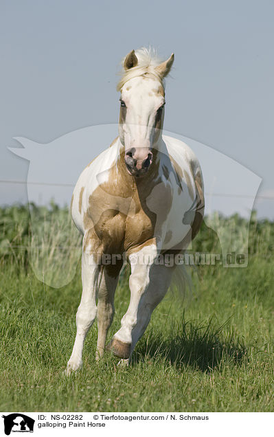 galoppierendes Paint Horse / galloping Paint Horse / NS-02282
