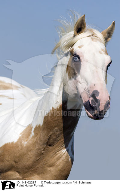 Paint Horse Portrait / Paint Horse Portrait / NS-02287