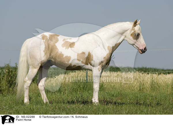 Paint Horse / Paint Horse / NS-02288