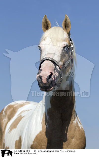 Paint Horse Portrait / Paint Horse Portrait / NS-02289