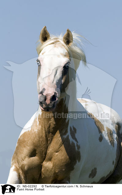 Paint Horse Portrait / Paint Horse Portrait / NS-02292