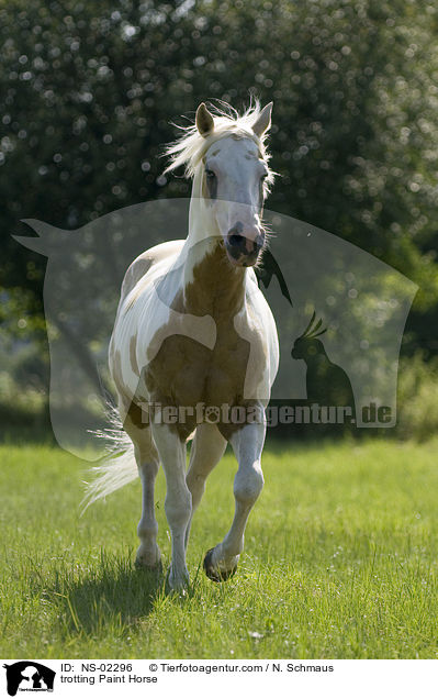 trabendes Paint Horse / trotting Paint Horse / NS-02296