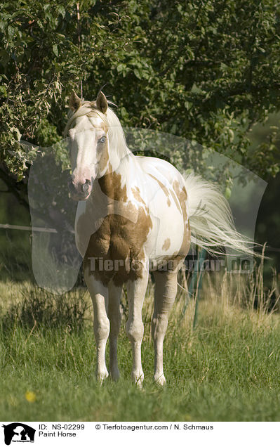 Paint Horse / Paint Horse / NS-02299