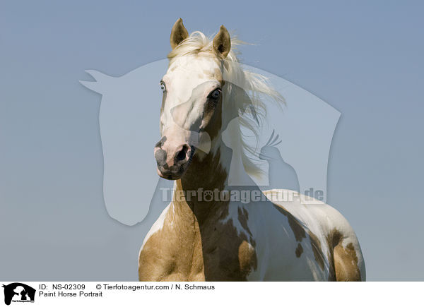 Paint Horse Portrait / NS-02309