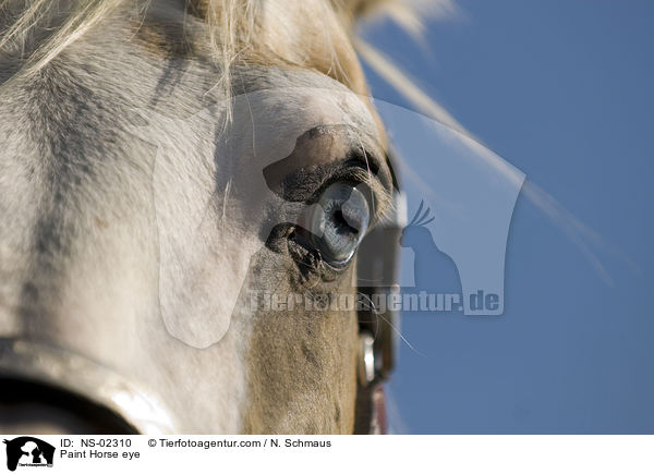 Paint Horse eye / NS-02310