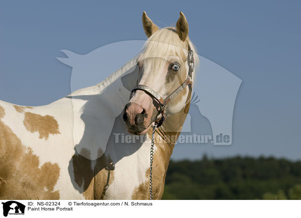 Paint Horse Portrait / Paint Horse Portrait / NS-02324