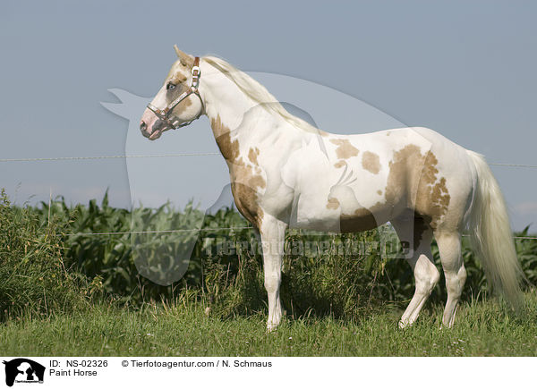 Paint Horse / Paint Horse / NS-02326