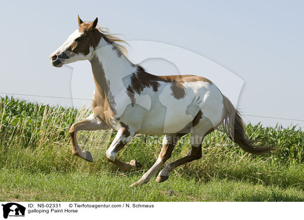 galoppierendes Paint Horse / galloping Paint Horse / NS-02331