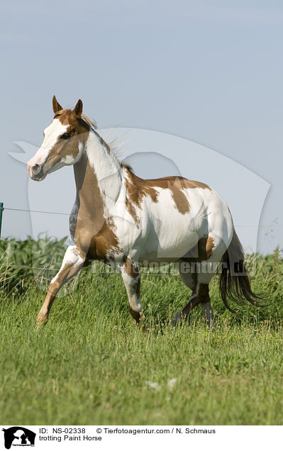 trotting Paint Horse / NS-02338