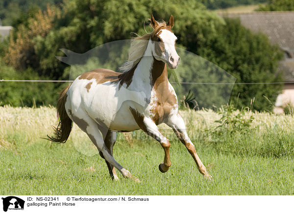 galloping Paint Horse / NS-02341
