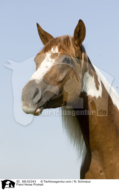 Paint Horse Portrait / Paint Horse Portrait / NS-02343