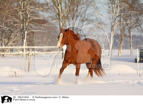 Paint Horse im Schnee / Paint Horse in snow / CR-01934