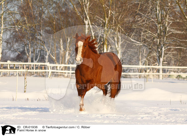 Paint Horse im Schnee / Paint Horse in snow / CR-01936